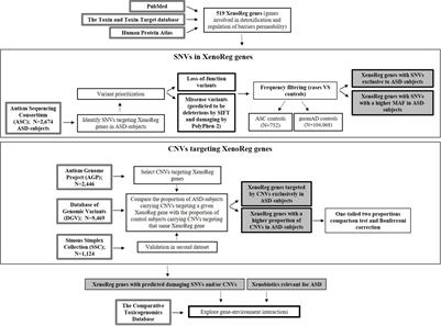 A Role for Gene-Environment Interactions in Autism Spectrum Disorder Is Supported by Variants in Genes Regulating the Effects of Exposure to Xenobiotics